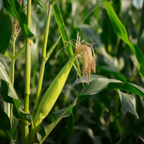 Что получилось: Без слов о качестве: «a photo of a corn stalk»